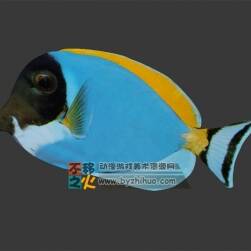 一條熱帶魚(yú) 3DS模型 三邊面