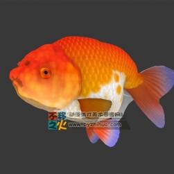水族之紅色小金魚(yú) 3DS模型