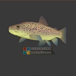 水族之斑點(diǎn)魚(yú) 3DS模型