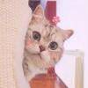 用戶頭像