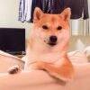 用戶頭像