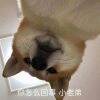 用戶頭像