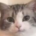 用戶頭像