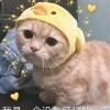 用戶頭像