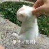 用戶頭像