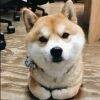 用戶頭像