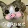 用戶頭像
