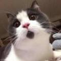 用戶頭像