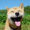 用戶頭像
