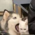 用戶頭像
