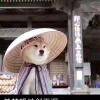用戶頭像