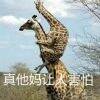 用戶頭像