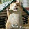 用戶頭像
