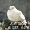 用戶頭像