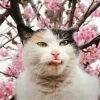 用戶頭像